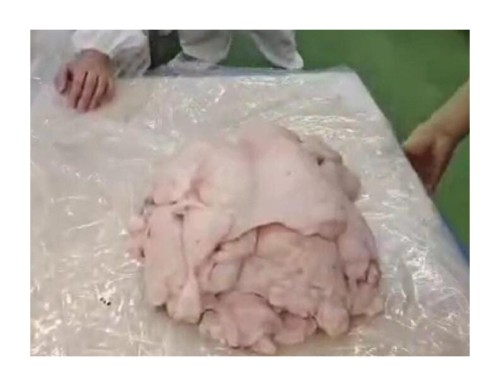 High Quality Good Price Frozen Halal Lamb Tail
